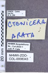 Etiketten zu Setasomus aratus (LeConte, 1853) (NHMW-ZOO-COL-0008343)